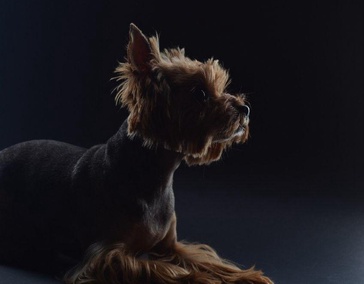 Общая кремация