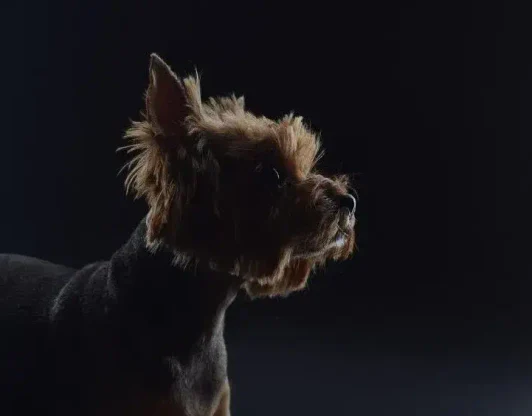 Общая кремация